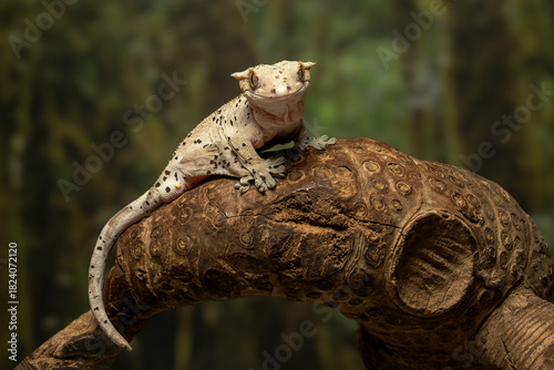 The Crested Gecko (Correlophus ciliatus) is a species of gecko native to southern New Caledonia.