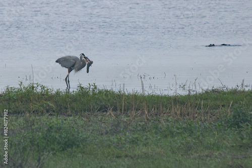 Great blue heron with a fish