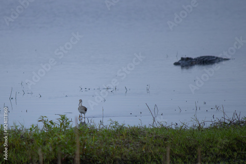 A bird being stalked by an alligator
