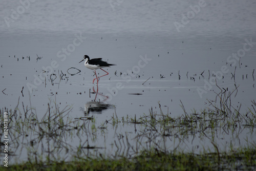Black winged stilt in the water