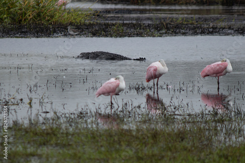 Spoonbills with a gator in the background