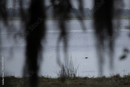 Alligator behind the tree moss