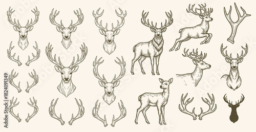Vintage engrave isolated deer illustration ink sketch. Wild doe stag background reindeer vector art