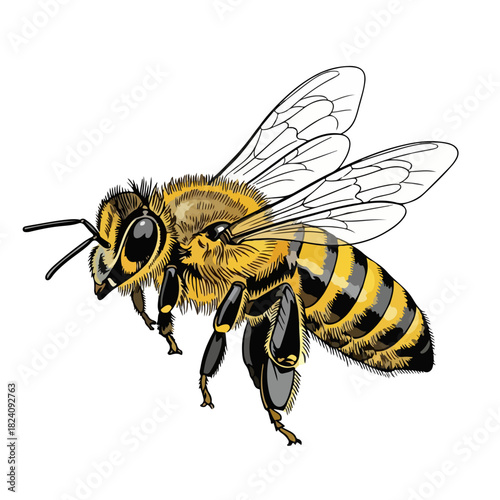 bee on white background