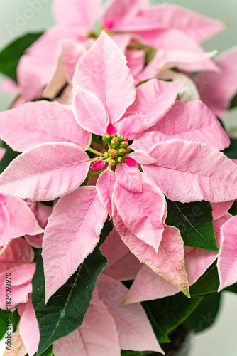 Close-up view of a pink poinsettia - Euphorbia pulcherrima showing its delicate pastel bracts and small central buds