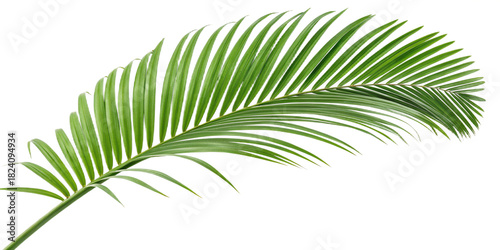 Lush vibrant green tropical palm tree leaf with detailed veins, isolated for design elements, nature, and summer concepts, botanical garden foliage