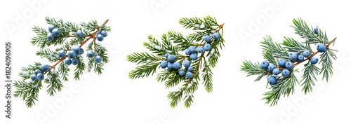 Juniper branch with blue berries and snow, evergreen foliage, winter botanical sprig, frost covered conifer