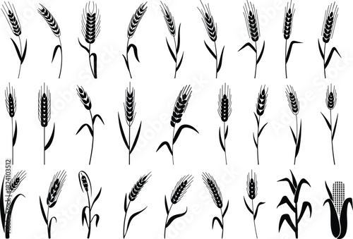 PrintCollection of wheat and corn plant silhouettes, agricultural crop vector icons, black botanical grain illustrations for farming design, nature graphic elements