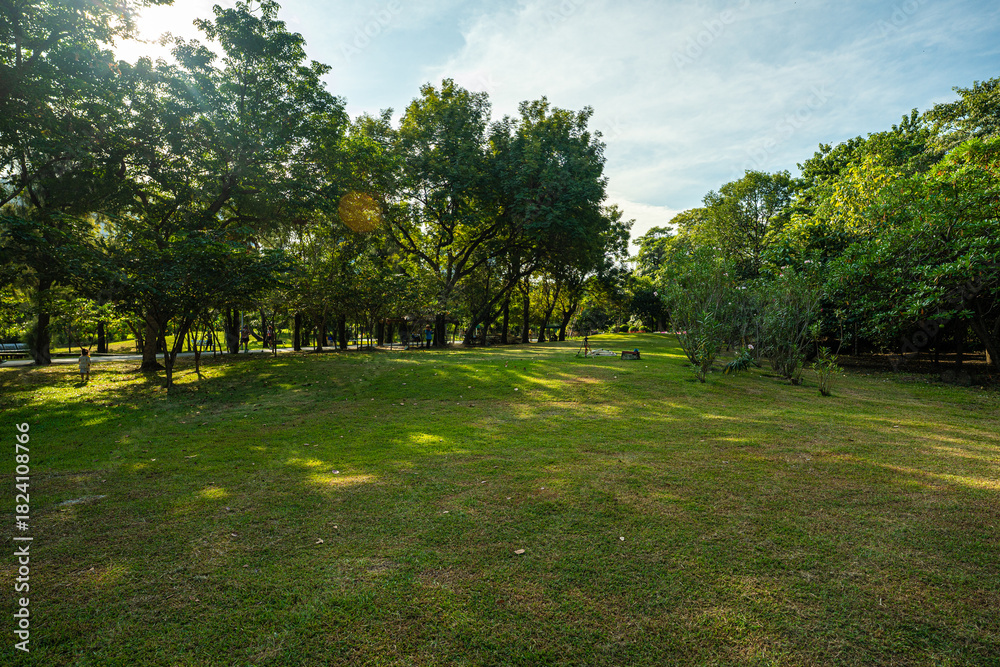 Fototapeta premium Green meadow grass with tree in city park sun light