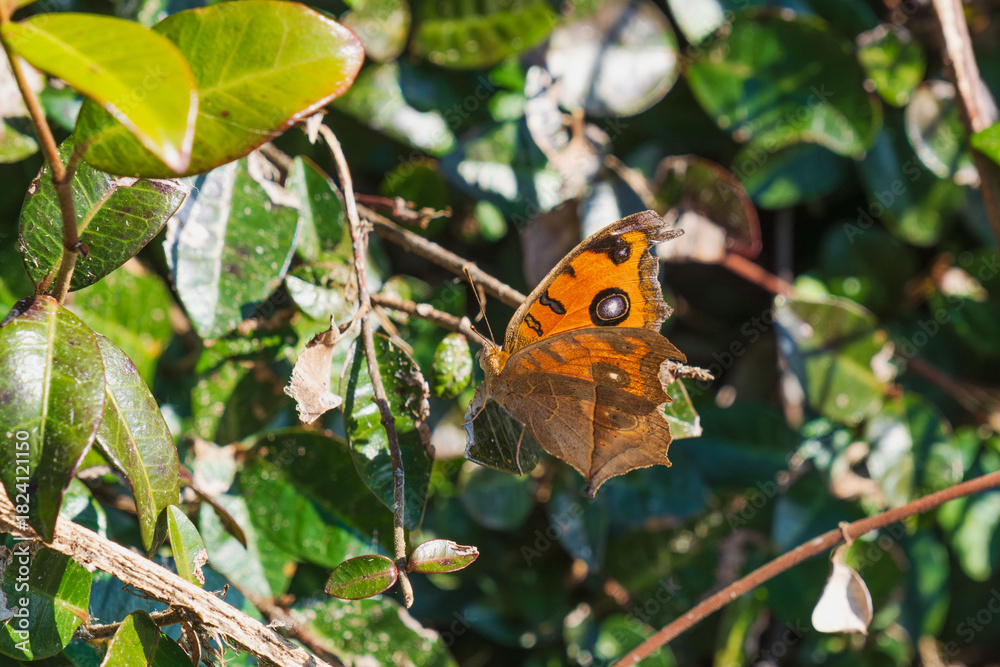 Fototapeta premium 秋の野山 羽を広げるタテハモドキ03