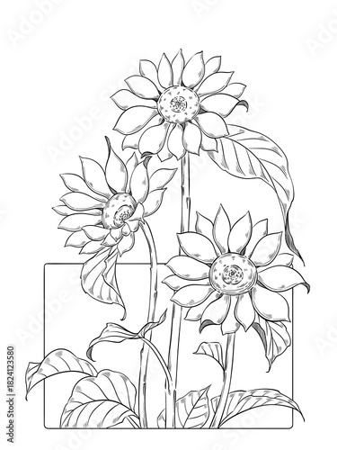 Sunflower illustration. Blooming sunflower wallpaper, black and white, digital art.