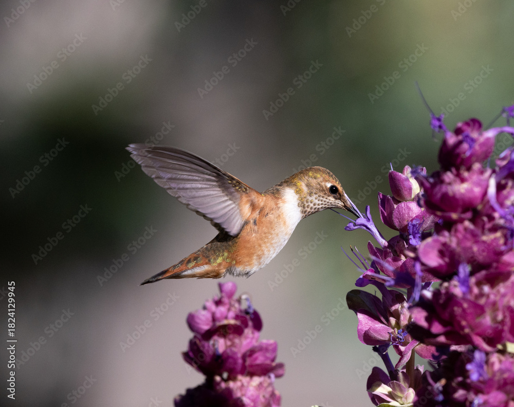 Fototapeta premium hummingbird with flower