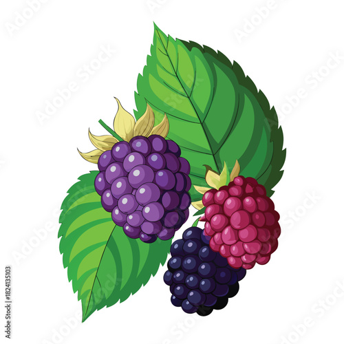 A vibrant illustration of ripe blackberries and lush green leaves displayed