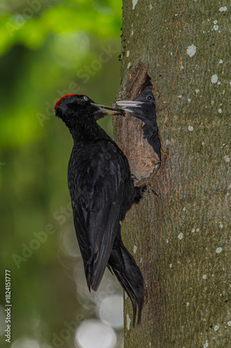 schwarzspecht,füttern,bird, tier, wild lebende tiere, natur,