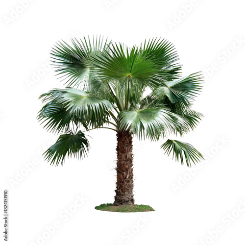 Isolated Sabal Palmetto on Black