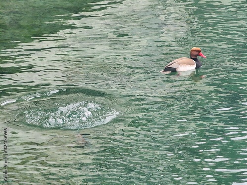 Anatidae are a family of birds with large, flat beaks and short tails, currently swimming and hunting for fish for food.