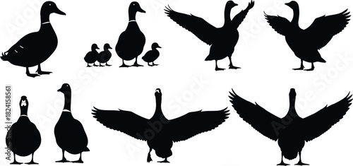Goose and duck silhouettes set in different poses, flying walking and family birds, black flat vector illustration collection