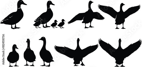 Duck and goose silhouettes in various poses with chicks and wings spread, black flat vector illustration for wildlife farming designs