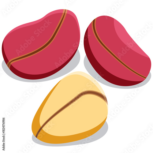 kola nut, Whole Kola nuts vector.