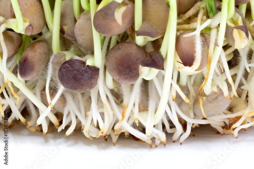 Macro detail of the roots of some germinated brown lentil sprouts isolated
