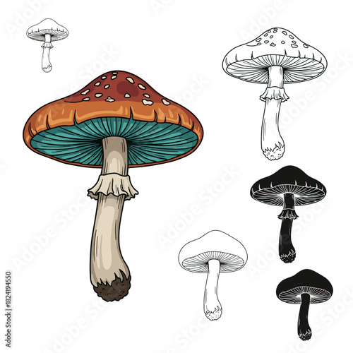 Detailed hand-drawn illustration of a colorful mushroom with a brown cap and teal gills, accompanied by various monochrome styles.