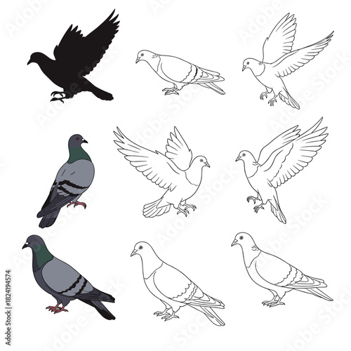 Various illustrations of pigeons in silhouette, outline, and colored styles, depicting them standing, flying, and landing.