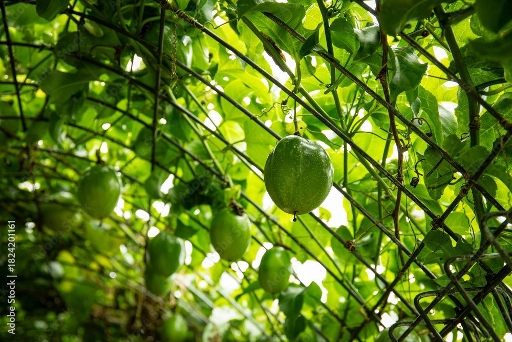 Fototapeta premium Passion fruits on a trellis, surrounded by leaves