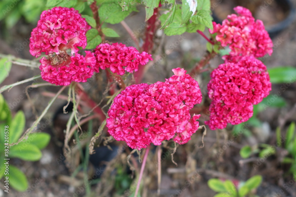 Obraz premium Vibrant pink cockscomb flowers blooming in a garden setting