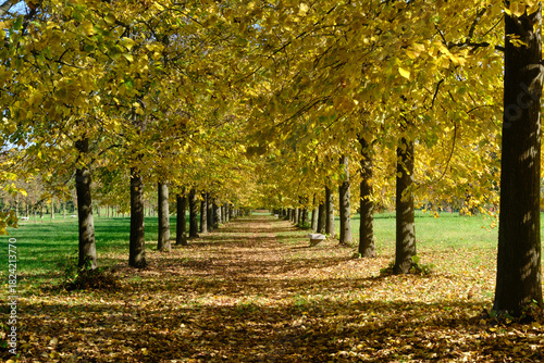 Cuadro en lienzo The Monza park at October