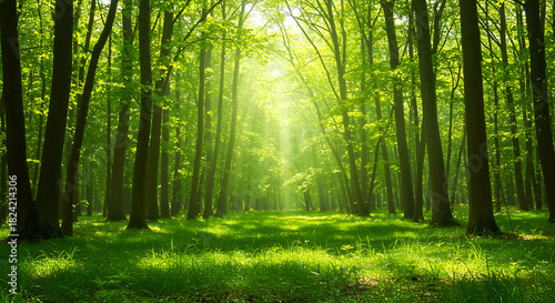 Fototapeta Naklejka Na Ścianę i Meble -  Sunlight through a green forest trees nature woods landscape summer grass environment