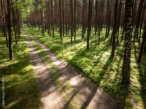 Green forest and foot path ...