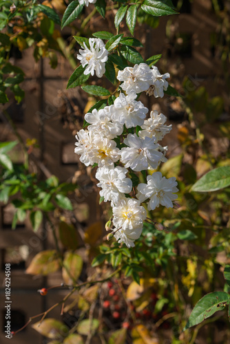 庭のフェンスに咲き誇る白いバラの房と緑の葉