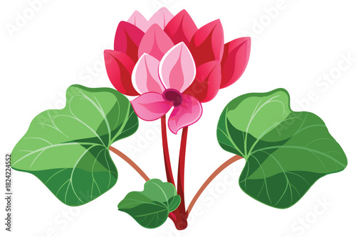 Cyclamen flower blooms with vibrant pink petals and bright green leaves in a beautiful display