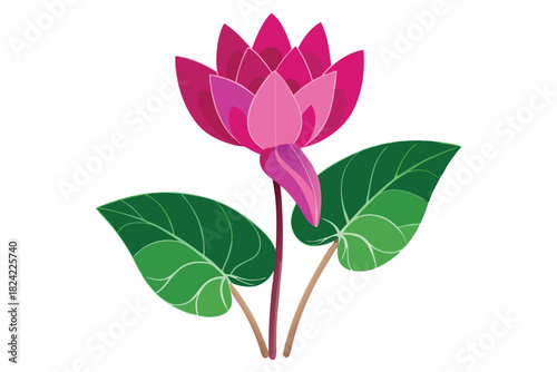 Vibrant fuchsia lotus flower blooms with broad green leaves on white background