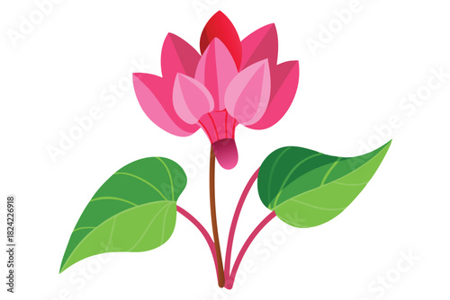 Isolated pink cyclamen flower blooms gracefully with its vibrant petals and verdant leaves