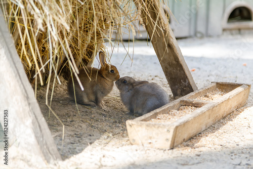 Two cute small rabbits, one brown and one grey, sitting under a hay shelter and touching noses next to a wooden feeding trough filled with grain