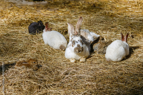 A group of domestic rabbits, resting together on a large bed of dry hay under bright sunlight
