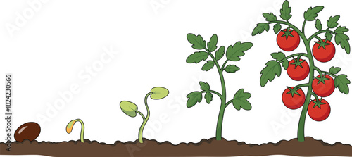 Tomato plant growth stages illustration, seed to sprout development, gardening cycle diagram, agriculture education graphic, plant lifecycle cartoon design