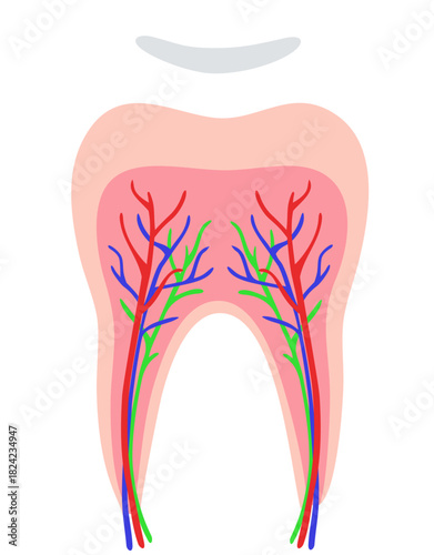 Tooth Anatomy Structure Illustration. Editable Color Vector