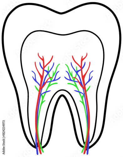 Tooth Anatomy Outline Editable Color Vector