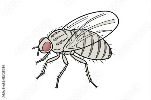 A detailed illustration of a common housefly with visible body segments