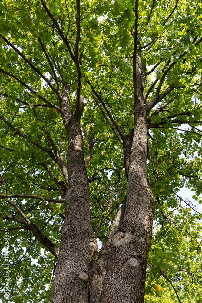 Naklejka premium green foliage on deciduous trees in the park in the autumn season at the beginning of the fall, deciduous trees with colorful foliage at the beginning of the autumn season