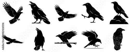 Collection of ten black raven silhouettes in various poses on white