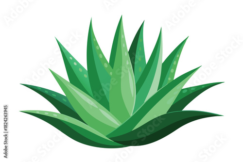 The simple green agave plant shows details of nature with its layered leaves