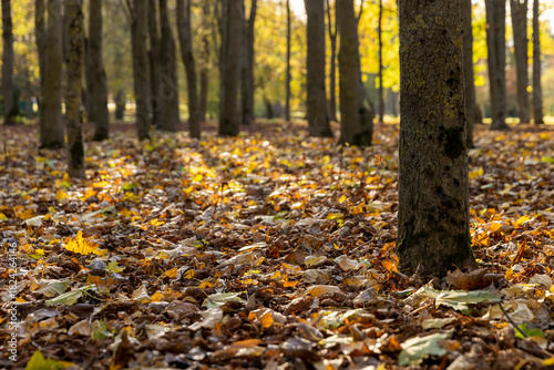 yellowing maple foliage in autumn in sunny weather, big changes in the forest on maple trees in autumn, the sun shines