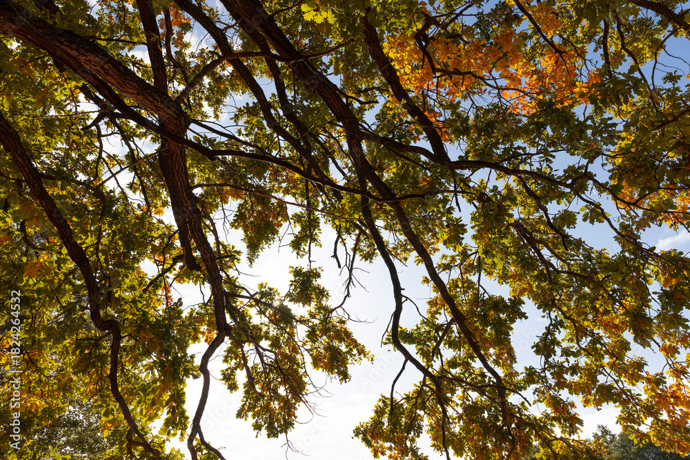 Obraz premium yellow and green oak foliage in sunny autumn weather, beautiful oak with colorful foliage and blue sky in autumn, close up