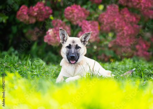 Portrait of a cute dog lying in a summer garden against the background of pin...