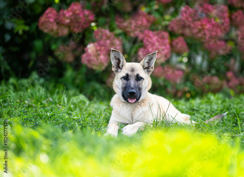 Portrait of a cute dog lying in a summer garden against the background of pin...