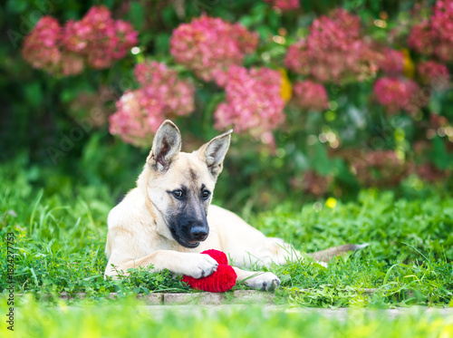 Portrait of a cute dog lying in green grass with a red knitted heart in his p...