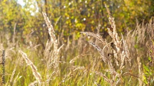 Beautiful spike of tall grass sways in wind under rays of bright sun. Selective focus. Not AI